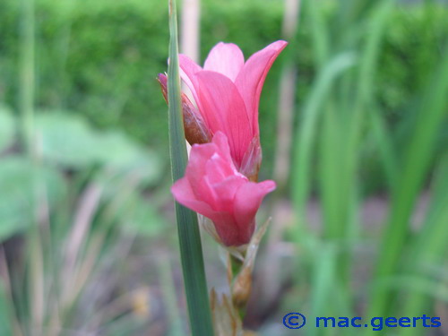 Dierama pauciflorum